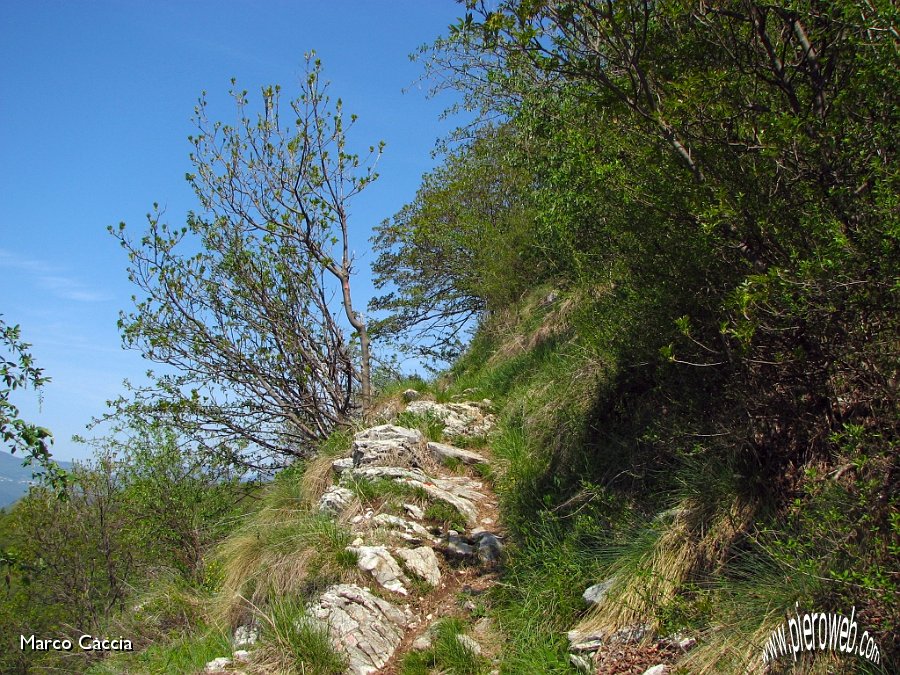 03_Il sentiero tra il verde della Primavera.JPG